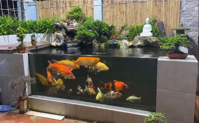 Thi công hồ cá koi bằng kính nổi đẹp