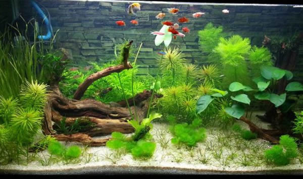 Bán bể cá tại Vinh Nghệ An