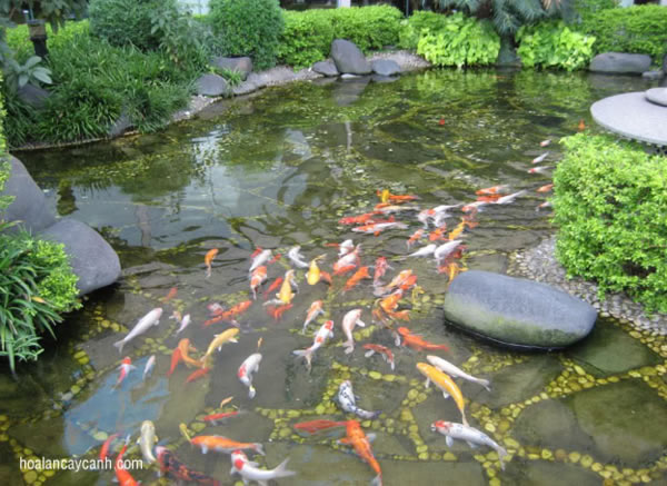 Thi công bể cá Koi tại Vinh Nghệ An