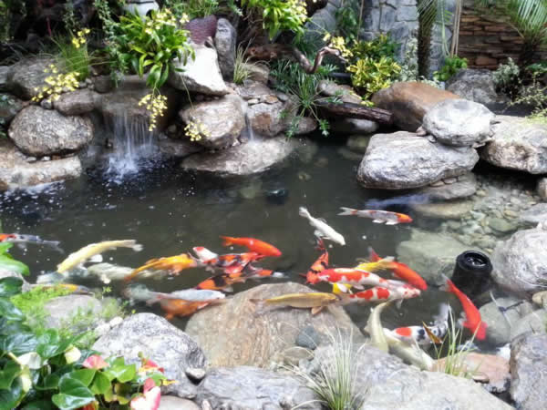 Thi công bể cá Koi tại Vinh Nghệ An