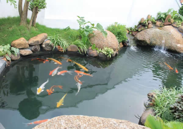 Thi công bể cá Koi tại Vinh Nghệ An