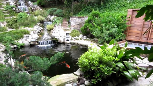 Thi công bể cá Koi tại Vinh Nghệ An