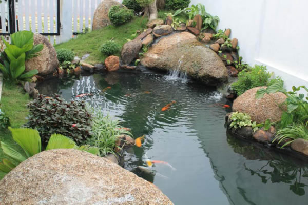 Thi công bể cá Koi tại Vinh Nghệ An