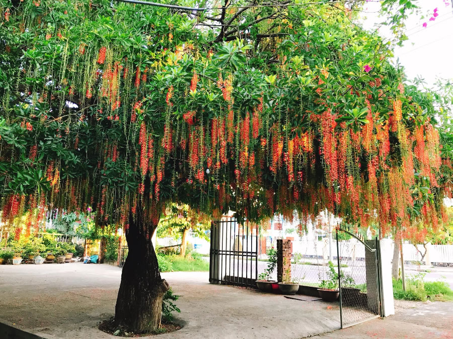 Cây lộc vừng với tán đẹp mùa thay lá