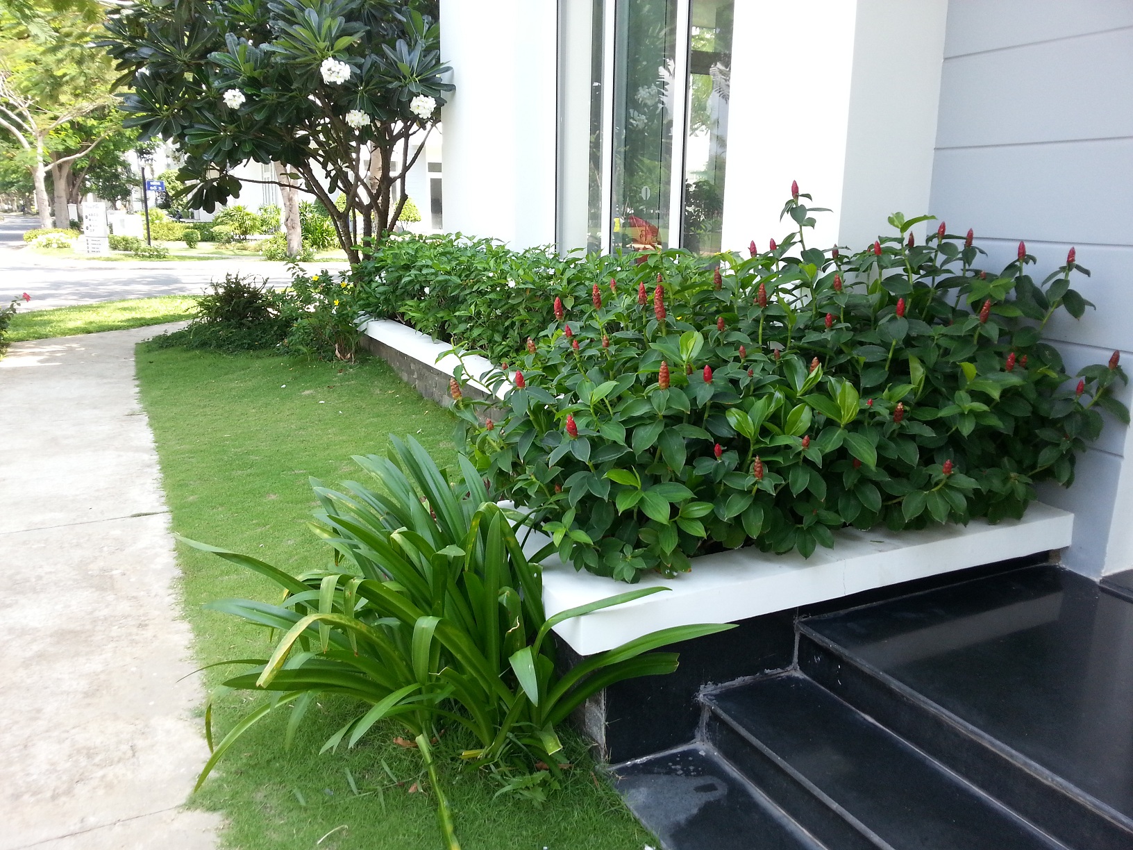 Trồng cỏ xanh sân vườn TP Vinh Nghệ An