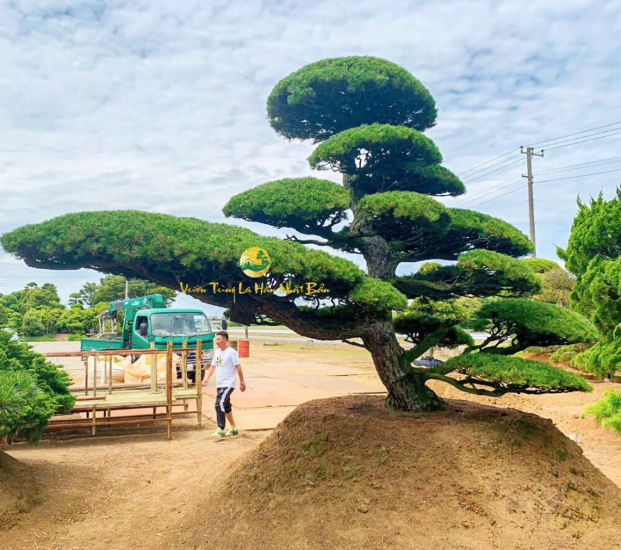Cây Vạn Niên Tùng la hán