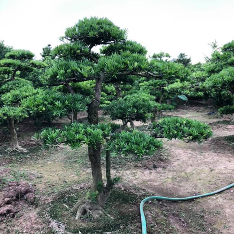 Cây Vạn Niên Tùng la hán