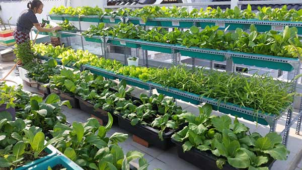 Thiết kế thi công vườn rau sạch sân thượng